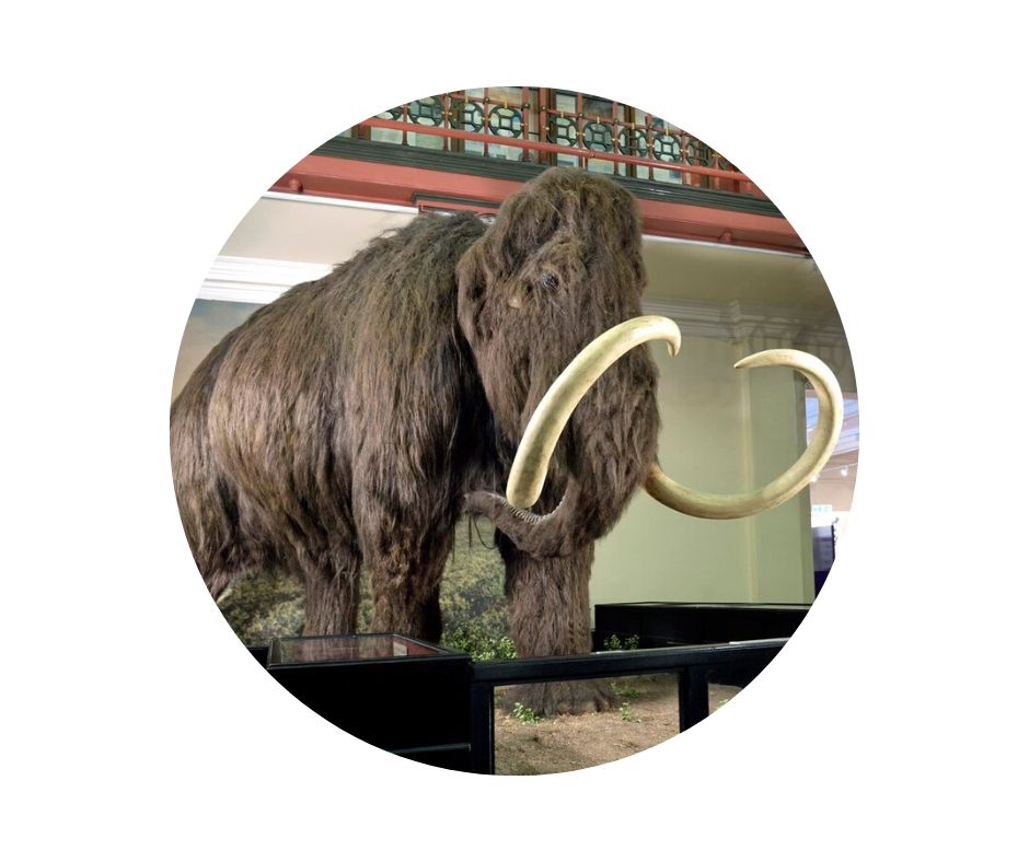 woolly mammoth statue 